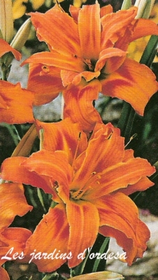 Hemerocallis fulva kwanzo
